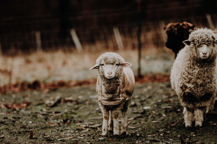 Shearing Day